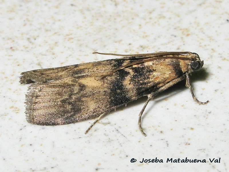 Euzophera pinguis - Pyralidae